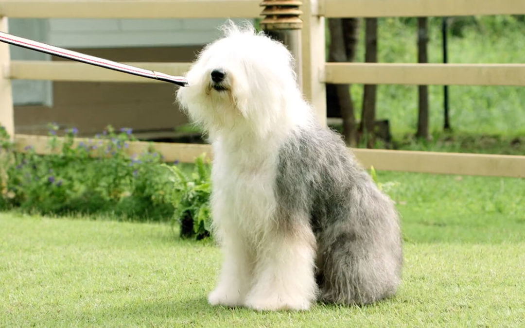 Friso : Experience More Together (2016)